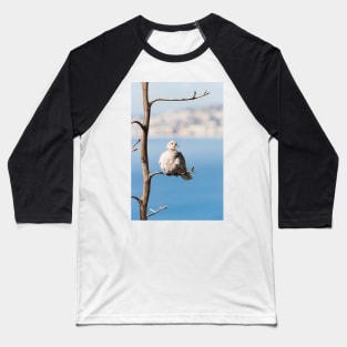 Eurasian Collared Dove Baseball T-Shirt